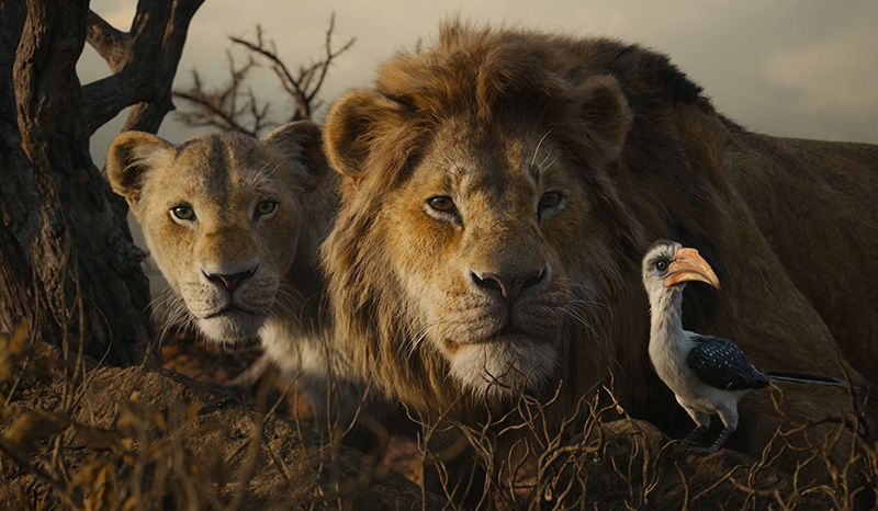 Lion King Shooting