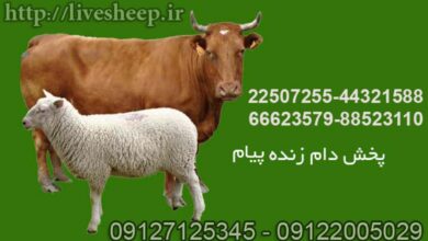 گوسفند زنده: زیبایی و احساس صمیمیت با طبیعت 12 گوساله زنده: شگفتی زیبای طبیعت و نمادی از زندگی جدید